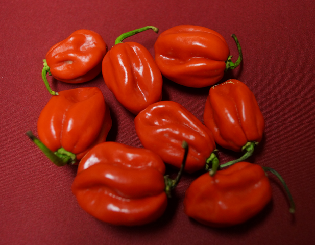 Unsere Chilis: Habanero Red